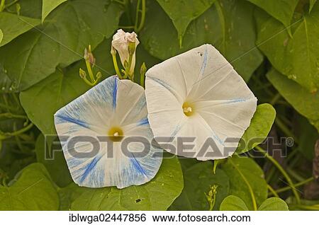 Blue Star (Ipomoea tricolor 'Heavenly Blue') View Large Photo Image Stock Photograph - Blue Star (Ipomoea tricolor 'Heavenly Blue'). Fotosearch