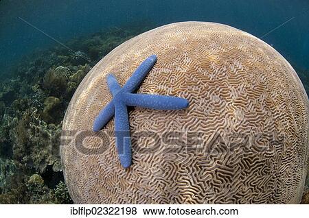 "Blue Starfish (Linckia laevigata), adult, on Brain Coral (Platygyra lamellina), Pantar Island, Alor Archipelago, Lesser Sunda Islands, Indonesia, Southeast Asia, Asia" View Large Photo Image Stock Photo - "Blue Starfish (Linckia laevigata), adult, on Brain Coral (Platygyra lamellina), Pantar Island, Alor Archipelago, Lesser Sunda Islands, Indonesia, Southeast Asia, Asia". Fotosearch