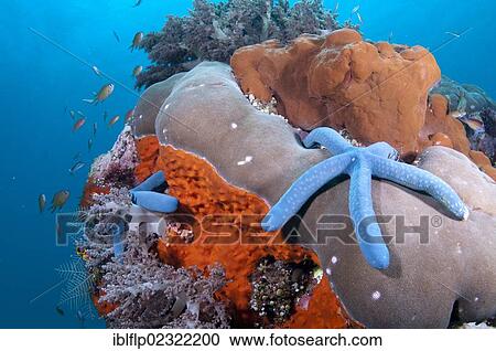 "Blue Starfish (Linckia laevigata), two adults, on bommie or Bombora with sponge and fish, Ameth Point, Nusa Laut, Maluku Islands, Banda Sea, Indonesia, Southeast Asia, Asia" View Large Photo Image Stock Image - "Blue Starfish (Linckia laevigata), two adults, on bommie or Bombora with sponge and fish, Ameth Point, Nusa Laut, Maluku Islands, Banda Sea, Indonesia, Southeast Asia, Asia". Fotosearch