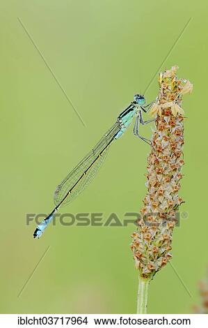 "Blue-tailed Damselfly (Ischnura elegans), male, North Rhine-Westphalia, Germany, Europe" View Large Photo Image Picture - "Blue-tailed Damselfly (Ischnura elegans), male, North Rhine-Westphalia, Germany, Europe". Fotosearch