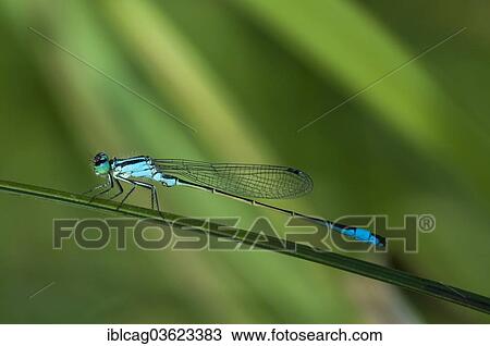 "Blue-tailed Damselfly (Ischnura elegans), Hesse, Germany, Europe" View Large Photo Image Stock Image - "Blue-tailed Damselfly (Ischnura elegans), Hesse, Germany, Europe". Fotosearch