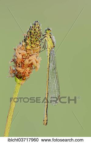 "Blue-tailed Damselfly (Ischnura elegans), female, North Rhine-Westphalia, Germany, Europe" View Large Photo Image Stock Image - "Blue-tailed Damselfly (Ischnura elegans), female, North Rhine-Westphalia, Germany, Europe". Fotosearch