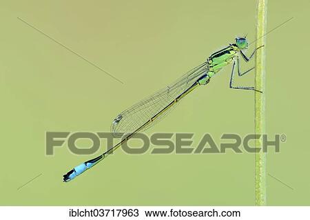 "Blue-tailed Damselfly (Ischnura elegans), male, North Rhine-Westphalia, Germany, Europe" View Large Photo Image Stock Image - "Blue-tailed Damselfly (Ischnura elegans), male, North Rhine-Westphalia, Germany, Europe". Fotosearch