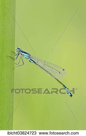 Stock Image - "Blue-tailed Damselfly (Ischnura elegans), male, North Rhine-Westphalia, Germany, Europe". Fotosearch