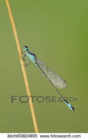 "Blue-tailed Damselfly (Ischnura elegans), male, North Rhine-Westphalia, Germany, Europe" View Large Photo Image Stock Image - "Blue-tailed Damselfly (Ischnura elegans), male, North Rhine-Westphalia, Germany, Europe". Fotosearch