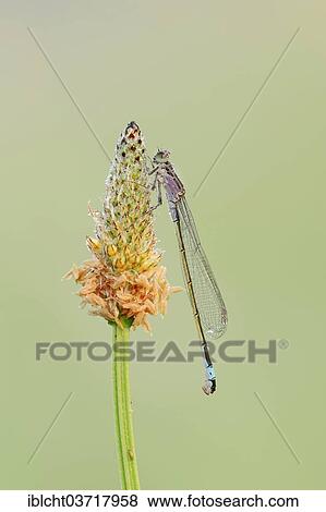 "Blue-tailed Damselfly (Ischnura elegans), female, North Rhine-Westphalia, Germany, Europe" View Large Photo Image Stock Photo - "Blue-tailed Damselfly (Ischnura elegans), female, North Rhine-Westphalia, Germany, Europe". Fotosearch