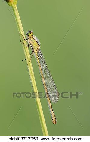 Stock Photo - "Blue-tailed Damselfly (Ischnura elegans), female, North Rhine-Westphalia, Germany, Europe". Fotosearch