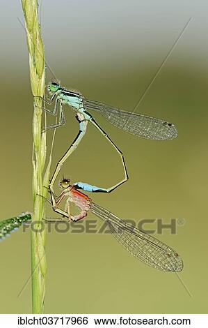 "Blue-tailed Damselfly (Ischnura elegans), couple copulating, mating wheel position, North Rhine-Westphalia, Germany, Europe" View Large Photo Image Stock Photograph - "Blue-tailed Damselfly (Ischnura elegans), couple copulating, mating wheel position, North Rhine-Westphalia, Germany, Europe". Fotosearch