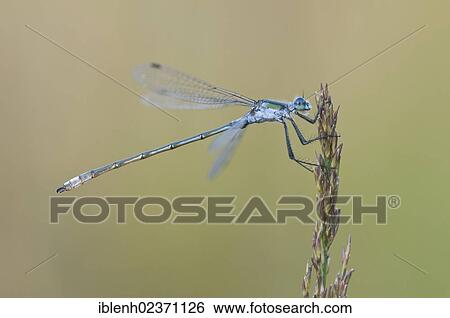 Stock Photograph - "Blue-tailed Damselfly (Ischnura elegans), Haren, Emsland, Lower Saxony, Germany, Europe". Fotosearch