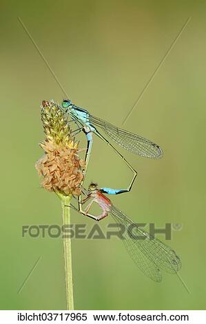 Stock Photography - "Blue-tailed Damselfly (Ischnura elegans), couple copulating, mating wheel position, North Rhine-Westphalia, Germany, Europe". Fotosearch