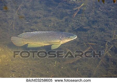 Stock Photography - "Blue Tilapia (Oreochromis aureus), Florida, United States, North America". Fotosearch