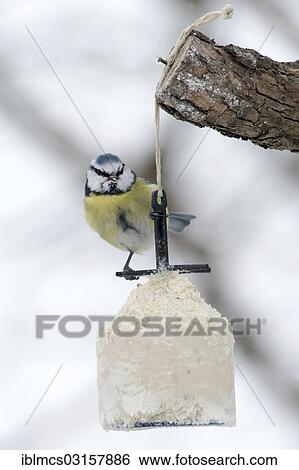 Stock Photograph - "Blue Tit (Cyanistes caeruleus) at a feeding station, Guxhagen, Hesse, Germany, Europe". Fotosearch