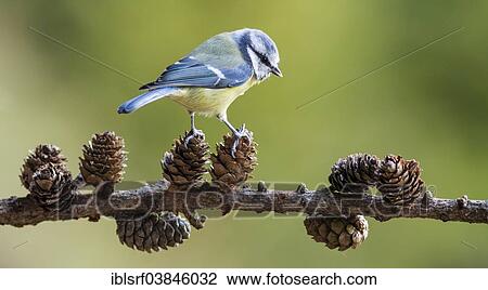 "Blue Tit (Cyanistes caeruleus), Hesse, Germany, Europe" View Large Photo Image Stock Image - "Blue Tit (Cyanistes caeruleus), Hesse, Germany, Europe". Fotosearch