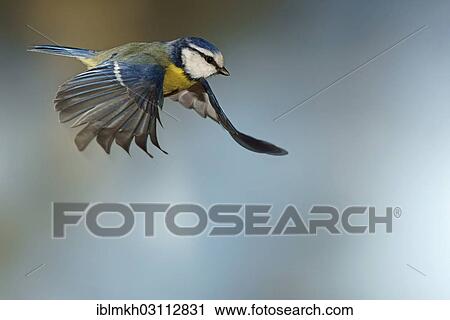 "Blue Tit (Cyanistes caeruleus, Parus caeruleus) in flight, Asbach, Bad Hersfeld, Hesse, Germany, Europe" View Large Photo Image Stock Image - "Blue Tit (Cyanistes caeruleus, Parus caeruleus) in flight, Asbach, Bad Hersfeld, Hesse, Germany, Europe". Fotosearch