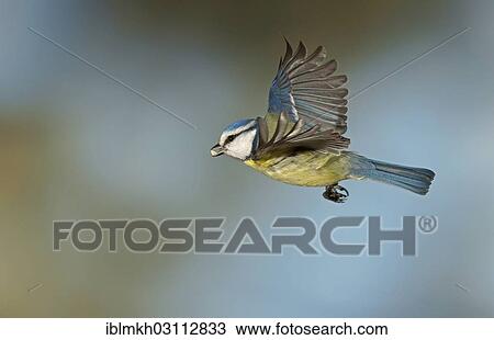 Stock Image - "Blue Tit (Cyanistes caeruleus, Parus caeruleus) in flight, Asbach, Bad Hersfeld, Hesse, Germany, Europe". Fotosearch