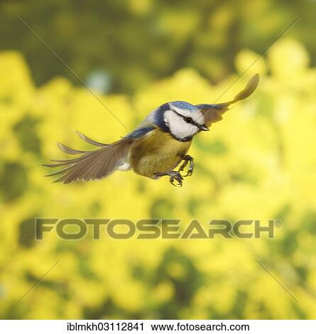 "Blue Tit (Cyanistes caeruleus, Parus caeruleus) in flight, Asbach, Bad Hersfeld, Hesse, Germany, Europe" View Large Photo Image Stock Image - "Blue Tit (Cyanistes caeruleus, Parus caeruleus) in flight, Asbach, Bad Hersfeld, Hesse, Germany, Europe". Fotosearch