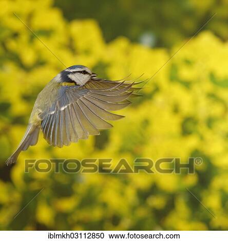"Blue Tit (Cyanistes caeruleus, Parus caeruleus) in flight, Asbach, Bad Hersfeld, Hesse, Germany, Europe" View Large Photo Image Stock Image - "Blue Tit (Cyanistes caeruleus, Parus caeruleus) in flight, Asbach, Bad Hersfeld, Hesse, Germany, Europe". Fotosearch