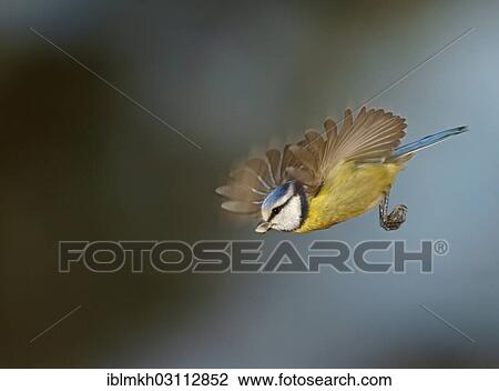 "Blue Tit (Cyanistes caeruleus, Parus caeruleus) in flight, Asbach, Bad Hersfeld, Hesse, Germany, Europe" View Large Photo Image Stock Image - "Blue Tit (Cyanistes caeruleus, Parus caeruleus) in flight, Asbach, Bad Hersfeld, Hesse, Germany, Europe". Fotosearch