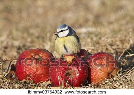 "Blue Tit (Cyanistes caeruleus, Parus caeruleus) feeding on windfall, Lower Saxony, Germany, Europe" View Large Photo Image Stock Image - "Blue Tit (Cyanistes caeruleus, Parus caeruleus) feeding on windfall, Lower Saxony, Germany, Europe". Fotosearch