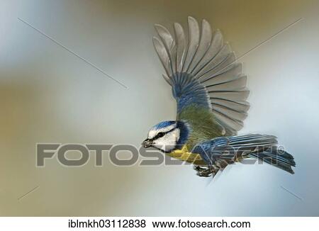 "Blue Tit (Cyanistes caeruleus, Parus caeruleus) in flight, Asbach, Bad Hersfeld, Hesse, Germany, Europe" View Large Photo Image Stock Photo - "Blue Tit (Cyanistes caeruleus, Parus caeruleus) in flight, Asbach, Bad Hersfeld, Hesse, Germany, Europe". Fotosearch
