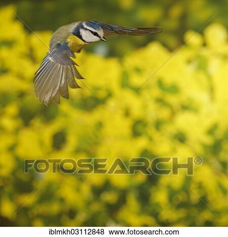 "Blue Tit (Cyanistes caeruleus, Parus caeruleus) in flight, Asbach, Bad Hersfeld, Hesse, Germany, Europe" View Large Photo Image Stock Photo - "Blue Tit (Cyanistes caeruleus, Parus caeruleus) in flight, Asbach, Bad Hersfeld, Hesse, Germany, Europe". Fotosearch