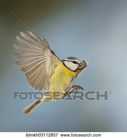 "Blue Tit (Cyanistes caeruleus, Parus caeruleus) in flight, Asbach, Bad Hersfeld, Hesse, Germany, Europe" View Large Photo Image Stock Photo - "Blue Tit (Cyanistes caeruleus, Parus caeruleus) in flight, Asbach, Bad Hersfeld, Hesse, Germany, Europe". Fotosearch
