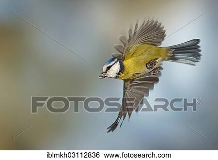 "Blue Tit (Cyanistes caeruleus, Parus caeruleus) in flight, Asbach, Bad Hersfeld, Hesse, Germany, Europe" View Large Photo Image Stock Photograph - "Blue Tit (Cyanistes caeruleus, Parus caeruleus) in flight, Asbach, Bad Hersfeld, Hesse, Germany, Europe". Fotosearch