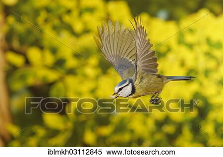 "Blue Tit (Cyanistes caeruleus, Parus caeruleus) in flight, Asbach, Bad Hersfeld, Hesse, Germany, Europe" View Large Photo Image Stock Photography - "Blue Tit (Cyanistes caeruleus, Parus caeruleus) in flight, Asbach, Bad Hersfeld, Hesse, Germany, Europe". Fotosearch