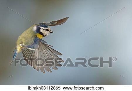 "Blue Tit (Cyanistes caeruleus, Parus caeruleus) in flight, Asbach, Bad Hersfeld, Hesse, Germany, Europe" View Large Photo Image Stock Photography - "Blue Tit (Cyanistes caeruleus, Parus caeruleus) in flight, Asbach, Bad Hersfeld, Hesse, Germany, Europe". Fotosearch