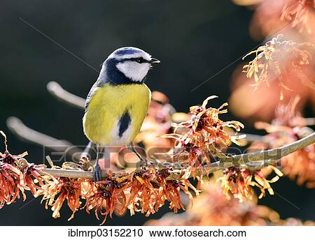 "Blue Tit (Cyanistes caeruleus) perched on flowering witch hazel (Hamamelis x intermedia Jelena), Eifel, Rhineland-Palatinate, Germany, Europe" View Large Photo Image Stock Image - "Blue Tit (Cyanistes caeruleus) perched on flowering witch hazel (Hamamelis x intermedia Jelena), Eifel, Rhineland-Palatinate, Germany, Europe". Fotosearch