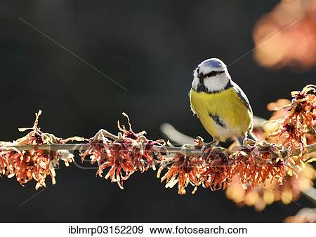 "Blue Tit (Cyanistes caeruleus) perched on flowering witch hazel (Hamamelis x intermedia Jelena), Eifel, Rhineland-Palatinate, Germany, Europe" View Large Photo Image Stock Photo - "Blue Tit (Cyanistes caeruleus) perched on flowering witch hazel (Hamamelis x intermedia Jelena), Eifel, Rhineland-Palatinate, Germany, Europe". Fotosearch