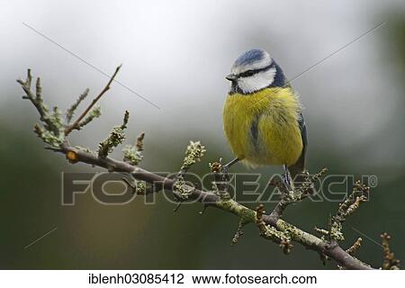 Stock Image - "Blue Tit (Cyanistes caeruleus, syn Parus caeruleus), Haren, Emsland, Lower Saxony, Germany, Europe". Fotosearch