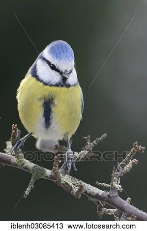 "Blue Tit (Cyanistes caeruleus, syn Parus caeruleus), Haren, Emsland, Lower Saxony, Germany, Europe" View Large Photo Image Stock Image - "Blue Tit (Cyanistes caeruleus, syn Parus caeruleus), Haren, Emsland, Lower Saxony, Germany, Europe". Fotosearch