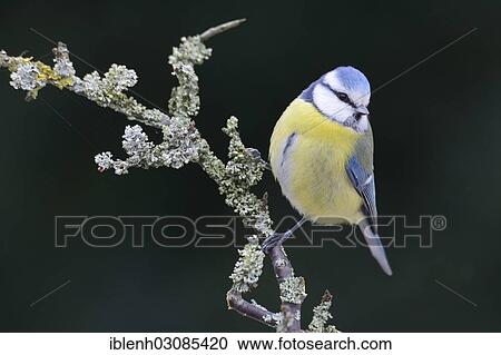 "Blue Tit (Cyanistes caeruleus, syn Parus caeruleus), Haren, Emsland, Lower Saxony, Germany, Europe" View Large Photo Image Stock Image - "Blue Tit (Cyanistes caeruleus, syn Parus caeruleus), Haren, Emsland, Lower Saxony, Germany, Europe". Fotosearch