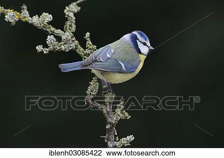 "Blue Tit (Cyanistes caeruleus, syn Parus caeruleus), Haren, Emsland, Lower Saxony, Germany, Europe" View Large Photo Image Stock Image - "Blue Tit (Cyanistes caeruleus, syn Parus caeruleus), Haren, Emsland, Lower Saxony, Germany, Europe". Fotosearch