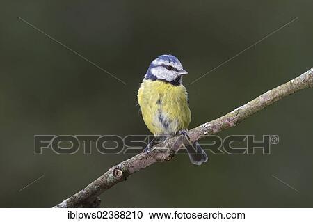 "Blue tit (Cyanistes caeruleus syn. Parus caeruleus), perching, South Wales, United Kingdom, Europe" View Large Photo Image Stock Image - "Blue tit (Cyanistes caeruleus syn. Parus caeruleus), perching, South Wales, United Kingdom, Europe". Fotosearch