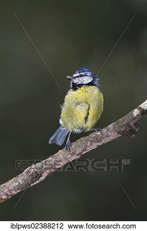 Stock Image - "Blue tit (Cyanistes caeruleus syn Parus caeruleus), juvenile, perching, South Wales, United Kingdom, Europe". Fotosearch