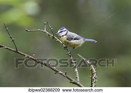 "Blue tit (Cyanistes caeruleus, syn. Parus caeruleus), perching, South Wales, United Kingdom, Europe" View Large Photo Image Stock Photo - "Blue tit (Cyanistes caeruleus, syn. Parus caeruleus), perching, South Wales, United Kingdom, Europe". Fotosearch