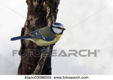 "Blue Tit (Cyanistes caeruleus syn Parus caeruleus), Tyrol, Austria, Europe" View Large Photo Image Stock Photography - "Blue Tit (Cyanistes caeruleus syn Parus caeruleus), Tyrol, Austria, Europe". Fotosearch