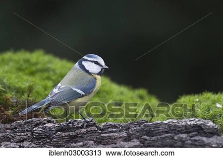 "Blue Tit (Parus caerulea), Haren, Emsland, Lower Saxony, Germany, Europe" View Large Photo Image Stock Image - "Blue Tit (Parus caerulea), Haren, Emsland, Lower Saxony, Germany, Europe". Fotosearch