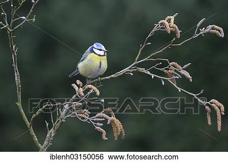 Stock Photograph - "Blue Tit (Parus caerulea), Haren, Emsland, Lower Saxony, Germany, Europe". Fotosearch