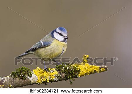 "Blue Tit (Parus caeruleus), adult, perched on moss and lichen covered branch, Oxfordshire, England, United Kingdom, Europe" View Large Photo Image Stock Image - "Blue Tit (Parus caeruleus), adult, perched on moss and lichen covered branch, Oxfordshire, England, United Kingdom, Europe". Fotosearch