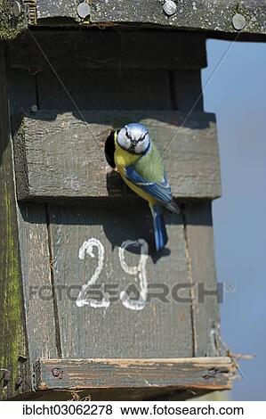 "Blue Tit (Parus caeruleus, Cyanistes caeruleus) at nestbox, North Rhine-Westphalia, Germany, Europe" View Large Photo Image Stock Photo - "Blue Tit (Parus caeruleus, Cyanistes caeruleus) at nestbox, North Rhine-Westphalia, Germany, Europe". Fotosearch