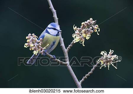 "Blue Tit (Parus caeruleus), Haren, Emsland, Lower Saxony, Germany, Europe" View Large Photo Image Stock Photography - "Blue Tit (Parus caeruleus), Haren, Emsland, Lower Saxony, Germany, Europe". Fotosearch