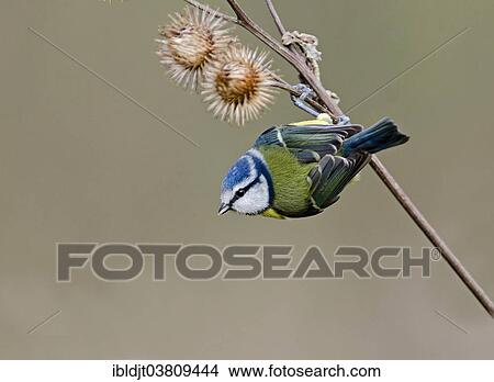 "Blue Tit (Parus caeruleus), in a garden, Norfolk, England, United Kingdom, Europe" View Large Photo Image Picture - "Blue Tit (Parus caeruleus), in a garden, Norfolk, England, United Kingdom, Europe". Fotosearch