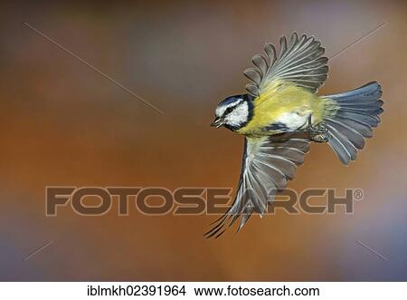 "Blue Tit (Parus caeruleus), in flight, Bad Hersfeld, Germany, Europe" View Large Photo Image Picture - "Blue Tit (Parus caeruleus), in flight, Bad Hersfeld, Germany, Europe". Fotosearch
