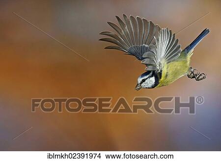 "Blue Tit (Parus caeruleus), in flight, Bad Hersfeld, Germany, Europe" View Large Photo Image Picture - "Blue Tit (Parus caeruleus), in flight, Bad Hersfeld, Germany, Europe". Fotosearch