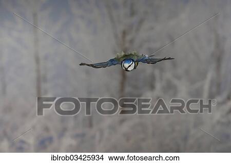 "Blue Tit (Parus caeruleus) in flight, winter, Erfurt, Thuringia, Germany, Europe" View Large Photo Image Picture - "Blue Tit (Parus caeruleus) in flight, winter, Erfurt, Thuringia, Germany, Europe". Fotosearch