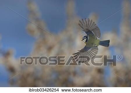 "Blue Tit (Parus caeruleus) in flight, Erfurt, Thuringia, Germany, Europe" View Large Photo Image Picture - "Blue Tit (Parus caeruleus) in flight, Erfurt, Thuringia, Germany, Europe". Fotosearch