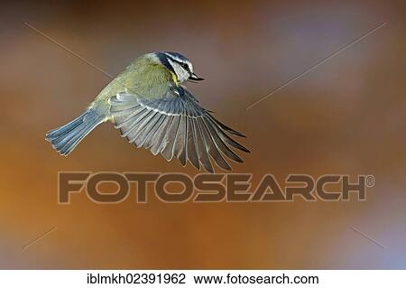 "Blue Tit (Parus caeruleus), in flight, Bad Hersfeld, Germany, Europe" View Large Photo Image Stock Image - "Blue Tit (Parus caeruleus), in flight, Bad Hersfeld, Germany, Europe". Fotosearch